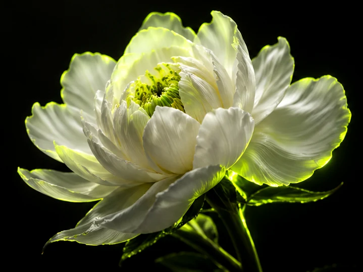 Визуална концепция BLOOM